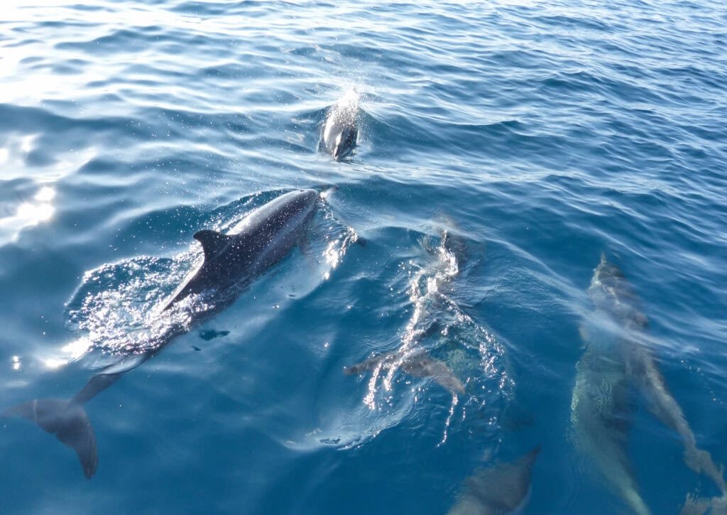 Symbolbild: Delfine suchen Wale als Spielgefährten - depositphotos https://depositphotos.com/de/photo/define-accompany-tour-boat-maldives-273647658.html