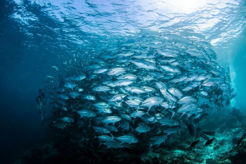 Fischschwarm