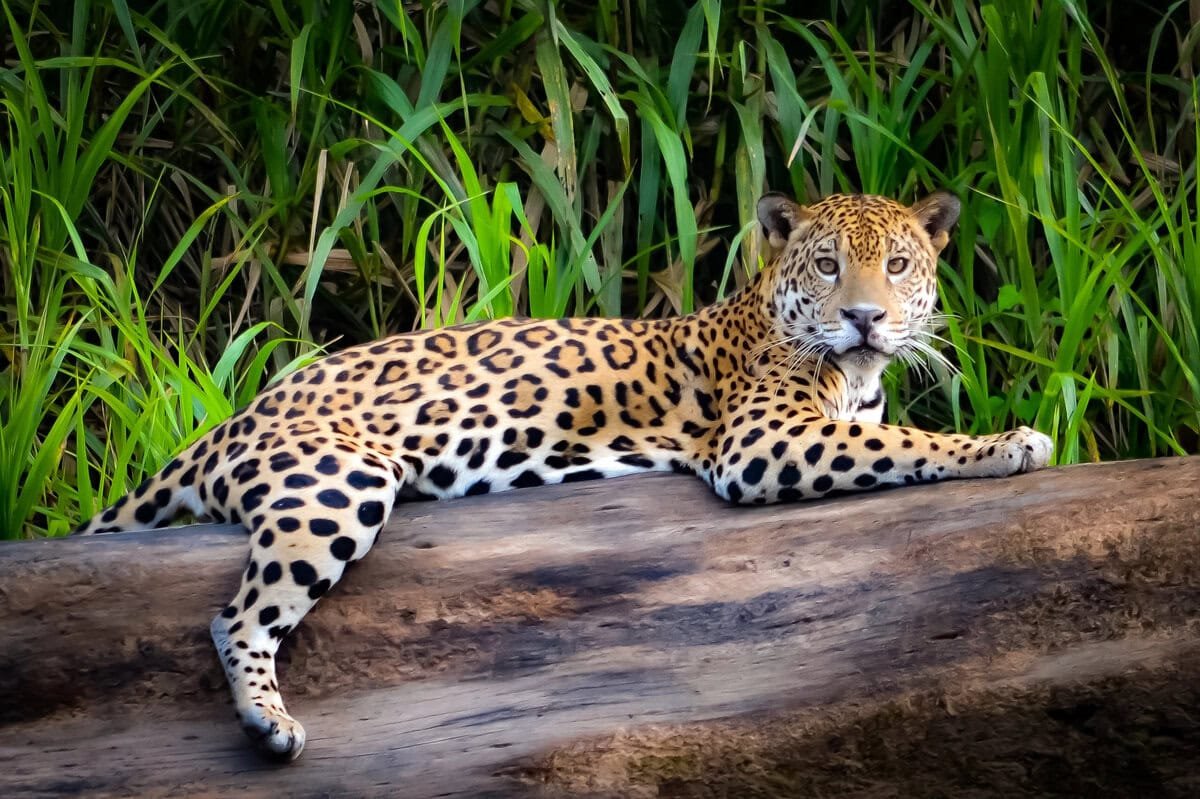 Das Naturschutzgebiet Monte Carmelo ist wichtig für den Jaguar. Credits: