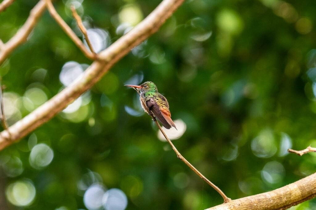 Vogel Tropenwald Regenwald