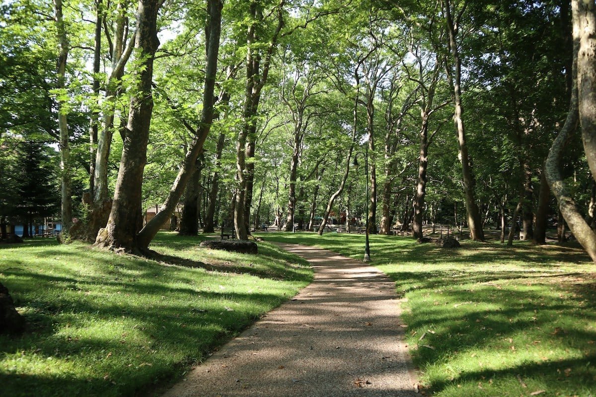 Forest Path