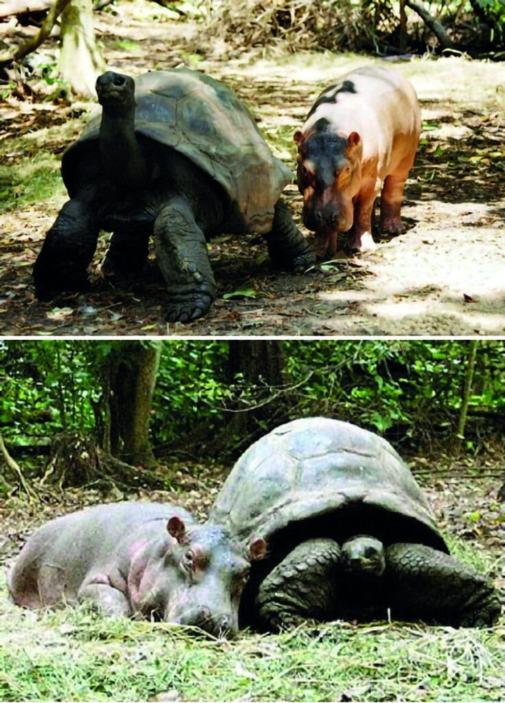 Owen and mzee