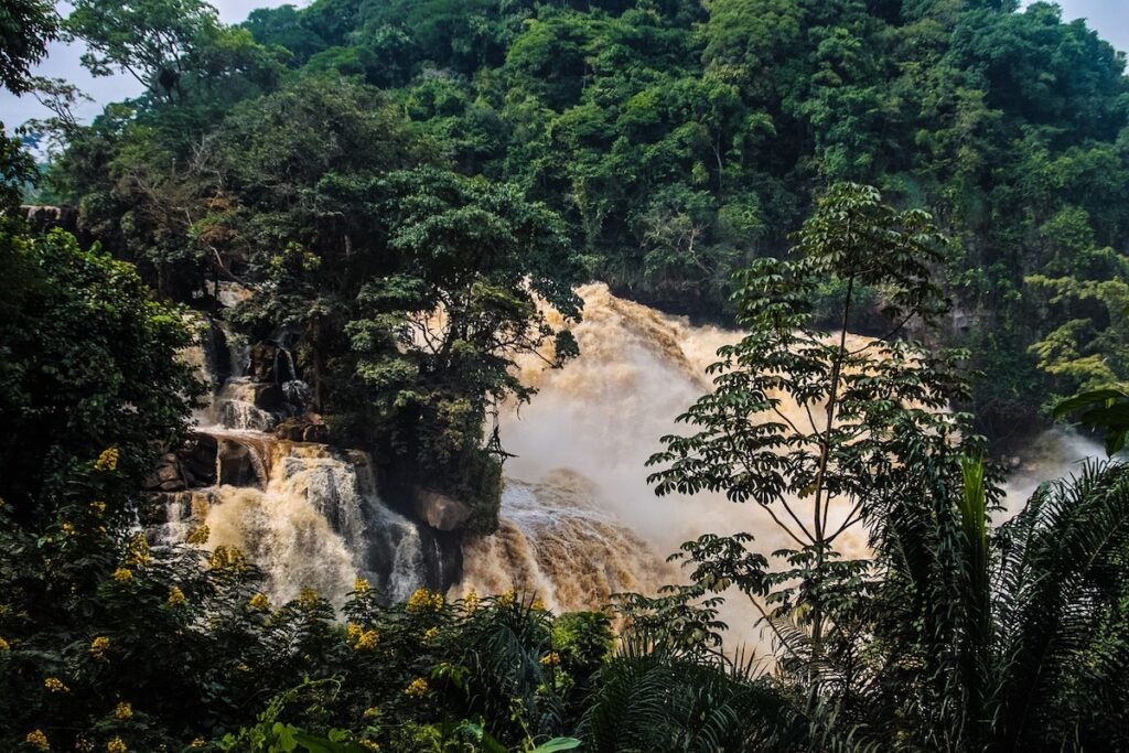 Regenwald Kongo
