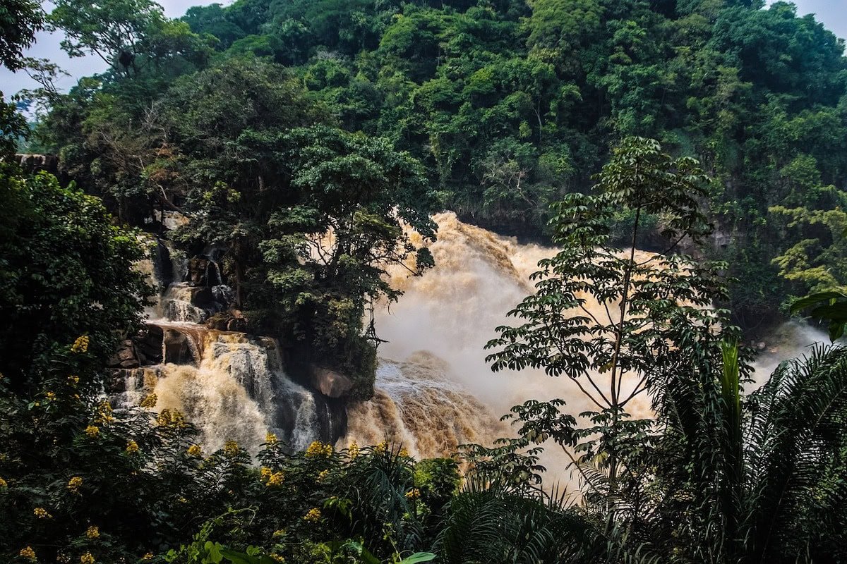 Regenwald Kongo