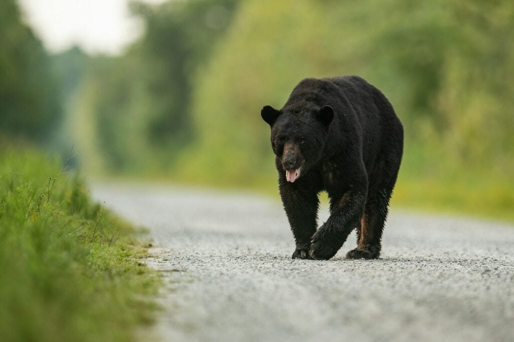 getty images bear unsplash