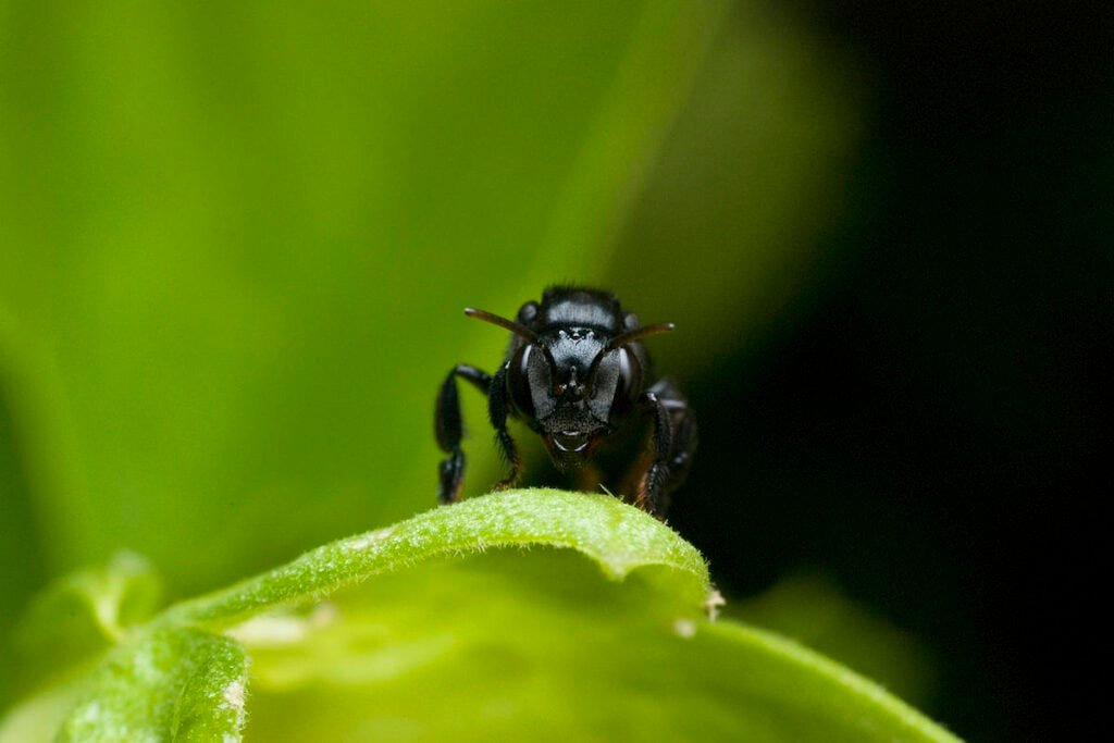 Stachellose Biene Trigona spinipes