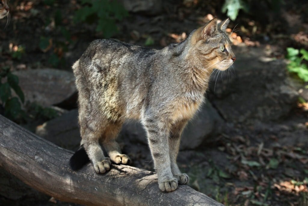 Europäische Wildkatze - Foto: https://depositphotos.com/de/photo/european-wildcat-on-tree-80377144.html