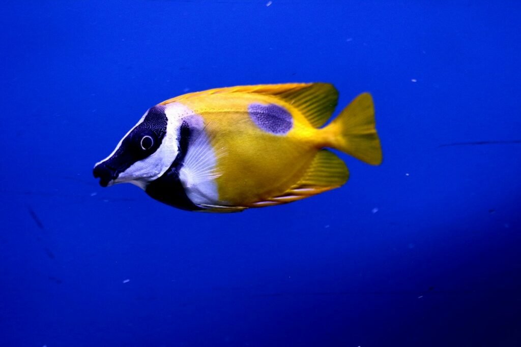 Fisch