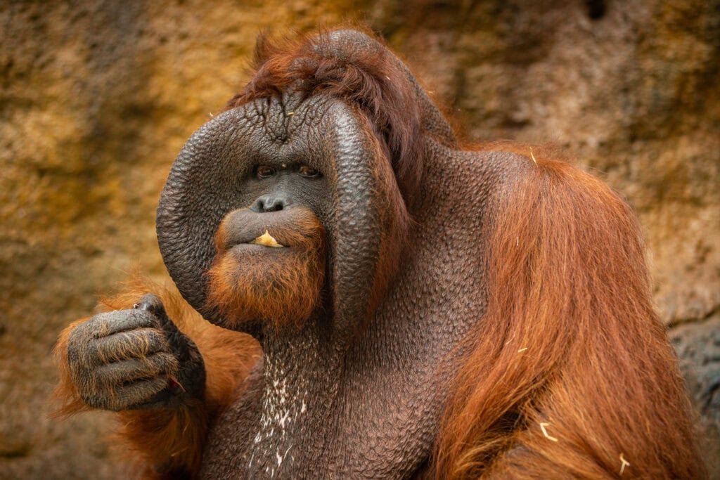 In Indonesien verlieren mehrere Unternehmen ihre Genehmigungen – zum Schutz seltener Menschenaffen.