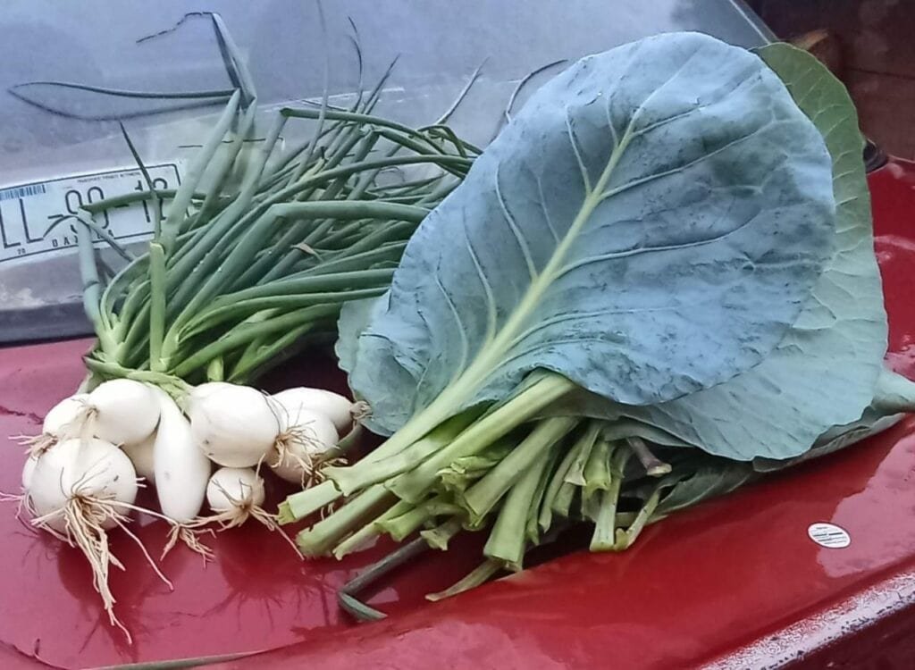 Ernte unserer Arbeit Zwiebeln und Kohl 1