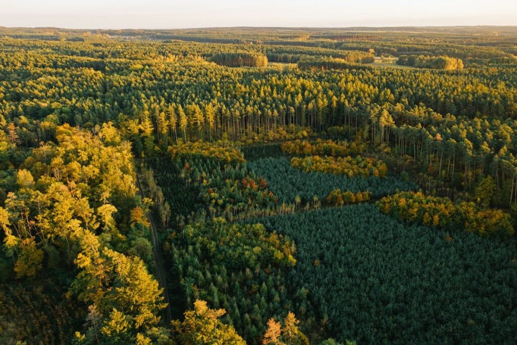 Wald Polen Aufforstung
