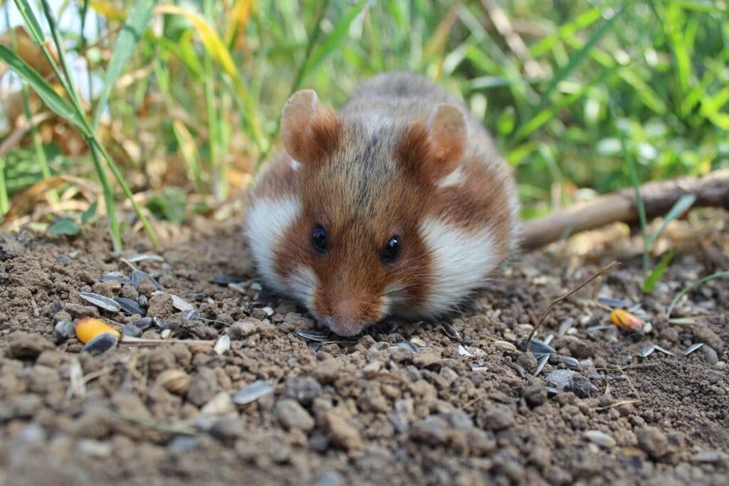 Schutzgebiet für Tiere verzeichnet Erfolg