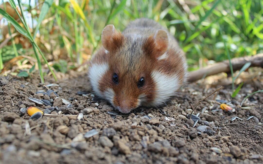Schutzgebiet für Tiere verzeichnet Erfolg