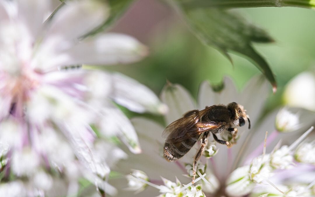 Der Garten – eine Heterotopie? Dein Garten kann mehr als nur blühen