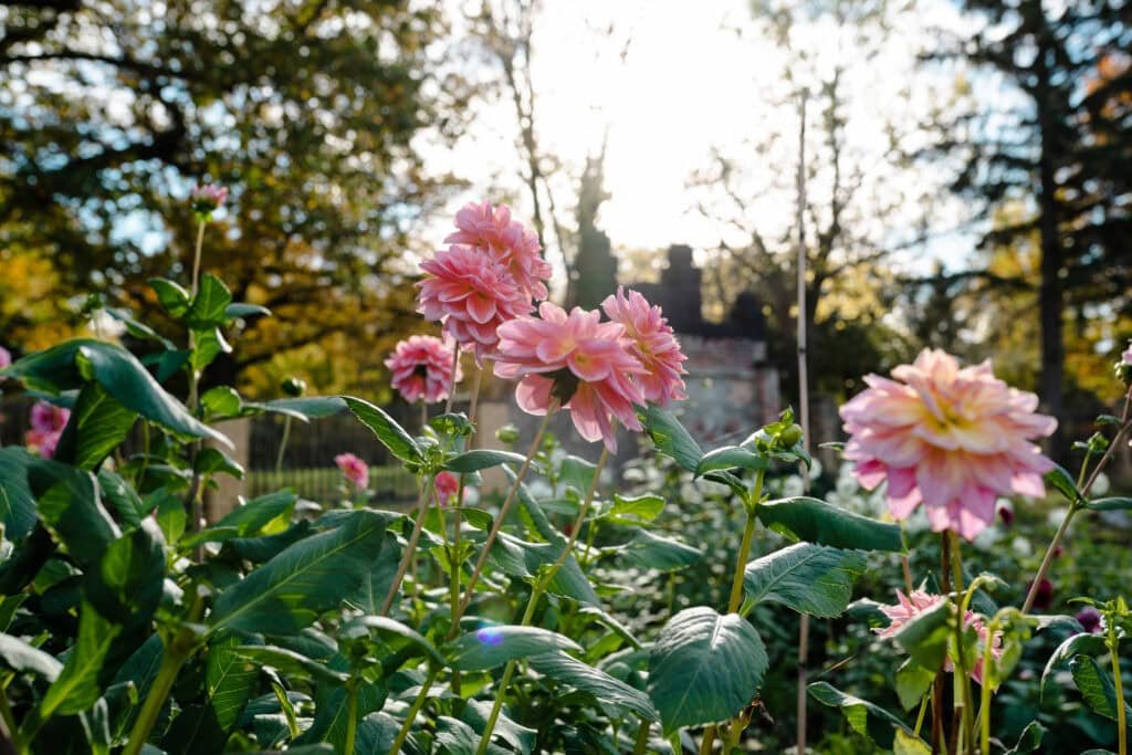 erna primula 09609