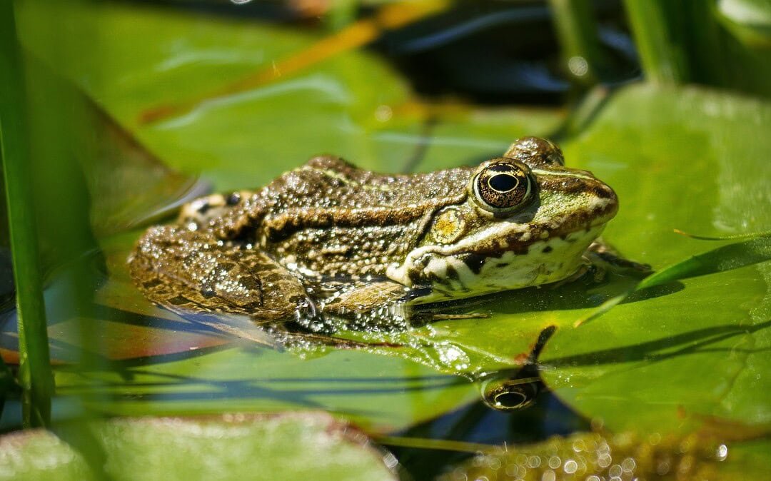 Wie Ehrenamt und Tempolimits Amphibien retten