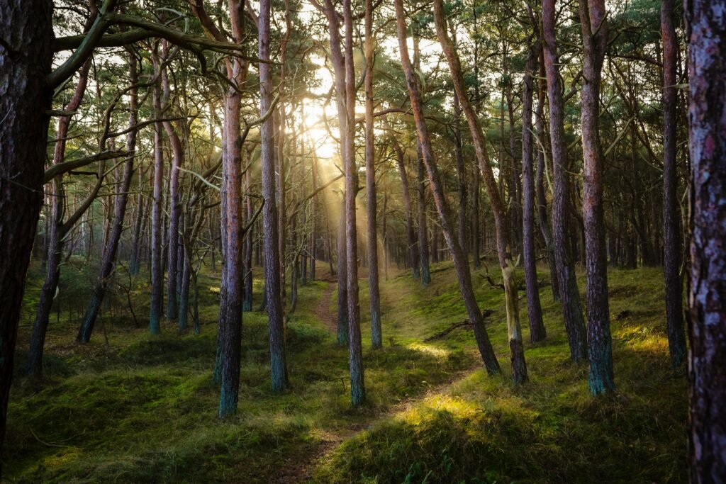 Mini-Wald statt Brachfläche in Bochum