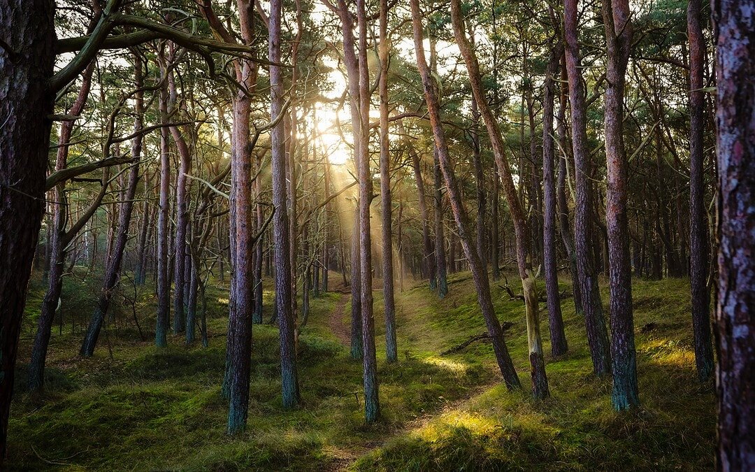 Mini-Wald statt Brachfläche in Bochum
