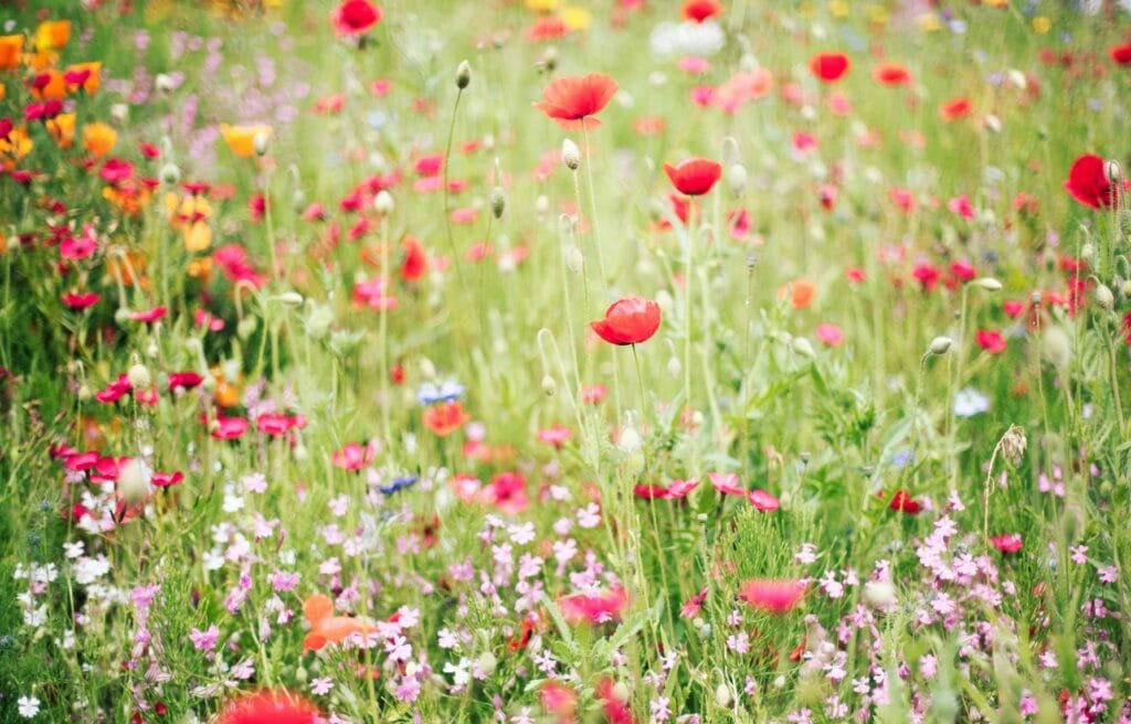Blumenwiese