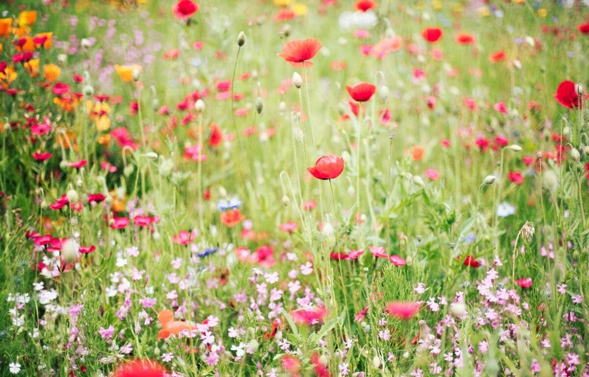 Blumenwiese