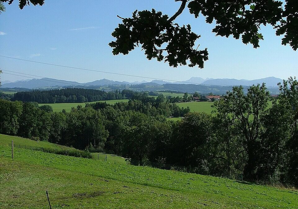 Deutschlands ältester Baum erhält besonderen Schutz