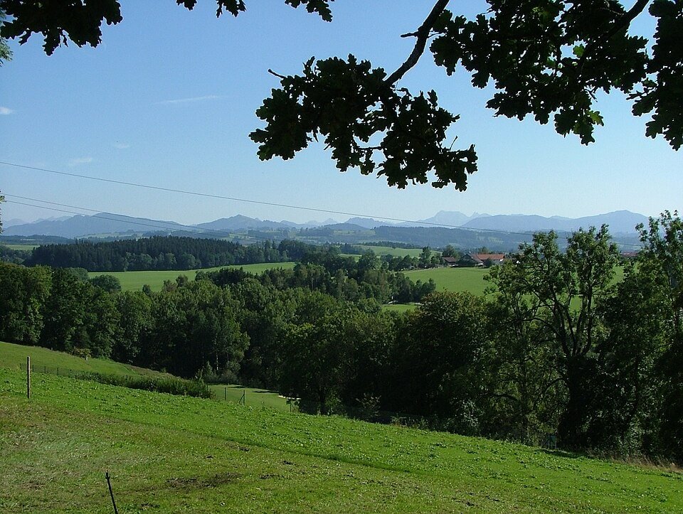 Deutschlands ältester Baum erhält besonderen Schutz