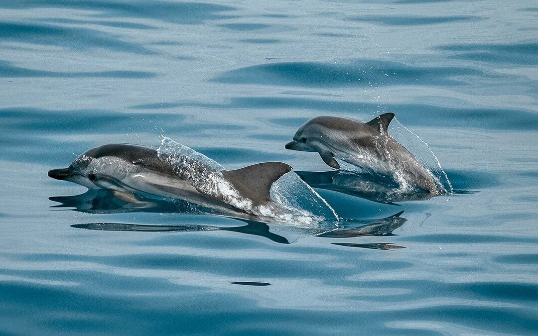 Singapur stoppt Delfinzucht und Wildfang