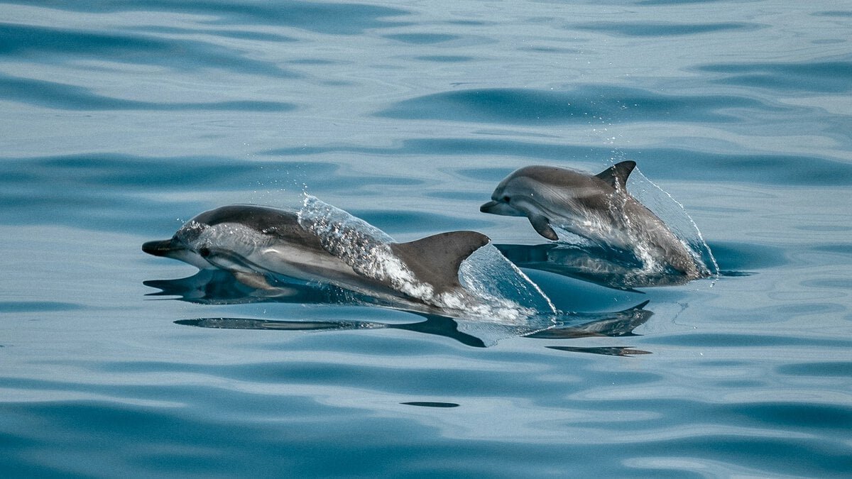 Singapur stoppt Delfinzucht und Wildfang
