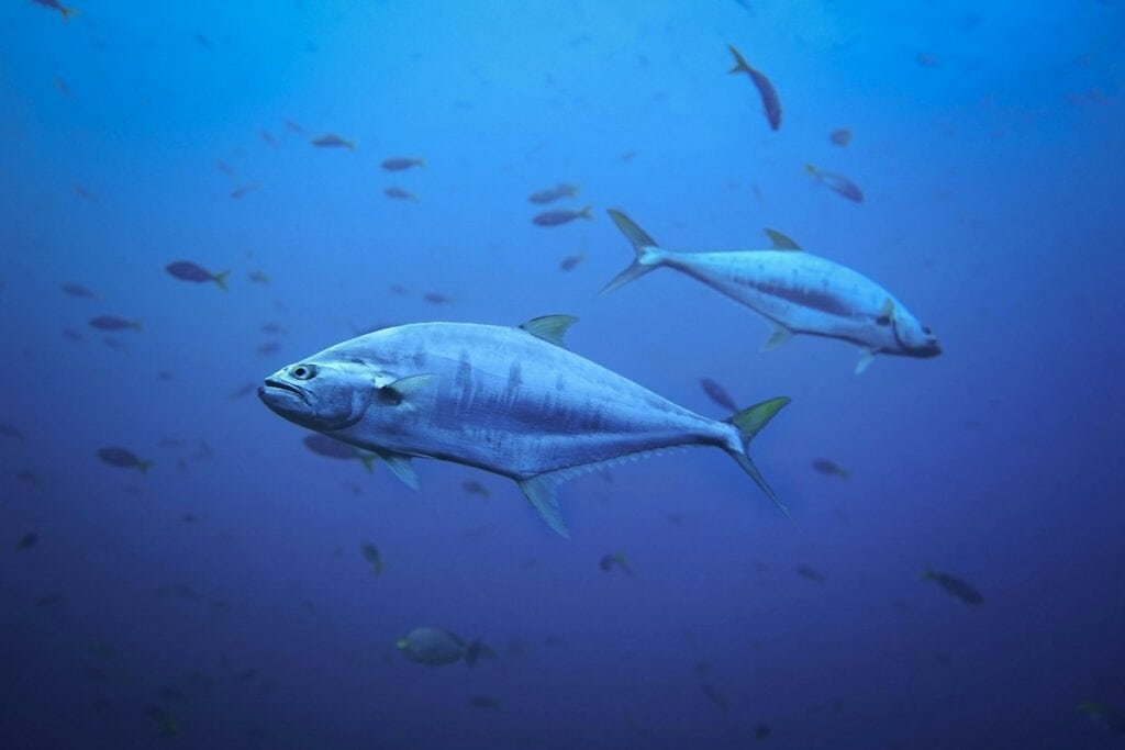 Thunfisch im Meer