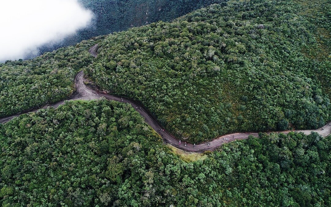 Regenwald erholt sich schneller als gedacht