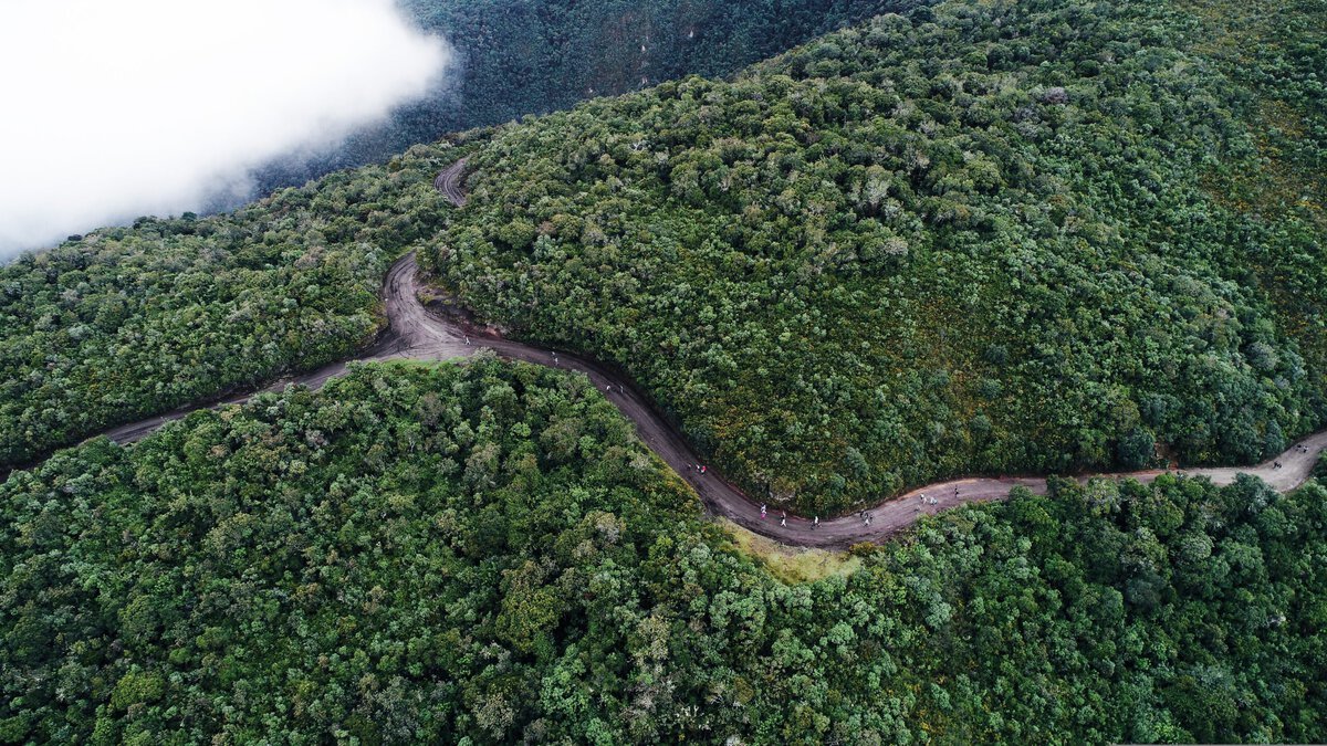 In Ecuadors Regenwald zeigt eine Studie der TU Darmstadt: Auf stillgelegten Agrarflächen kehrt die Artenvielfalt bereits nach rund 30 Jahren zu über 90 Prozent zurück.