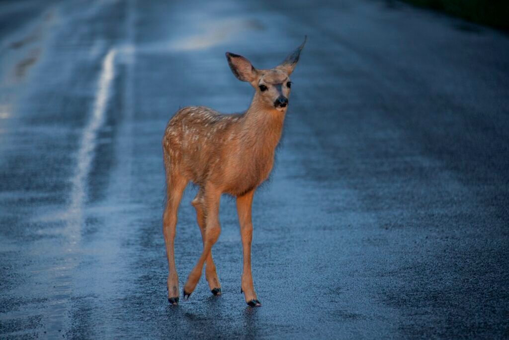 Lasersystem schützt Autofahrende und Wildtiere