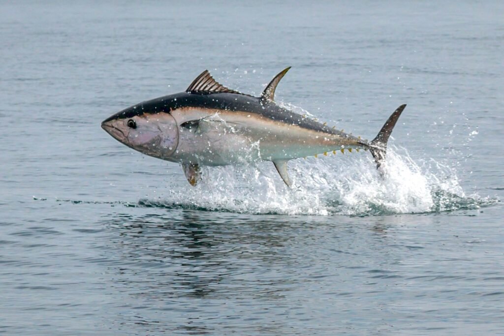 springender Thunfisch