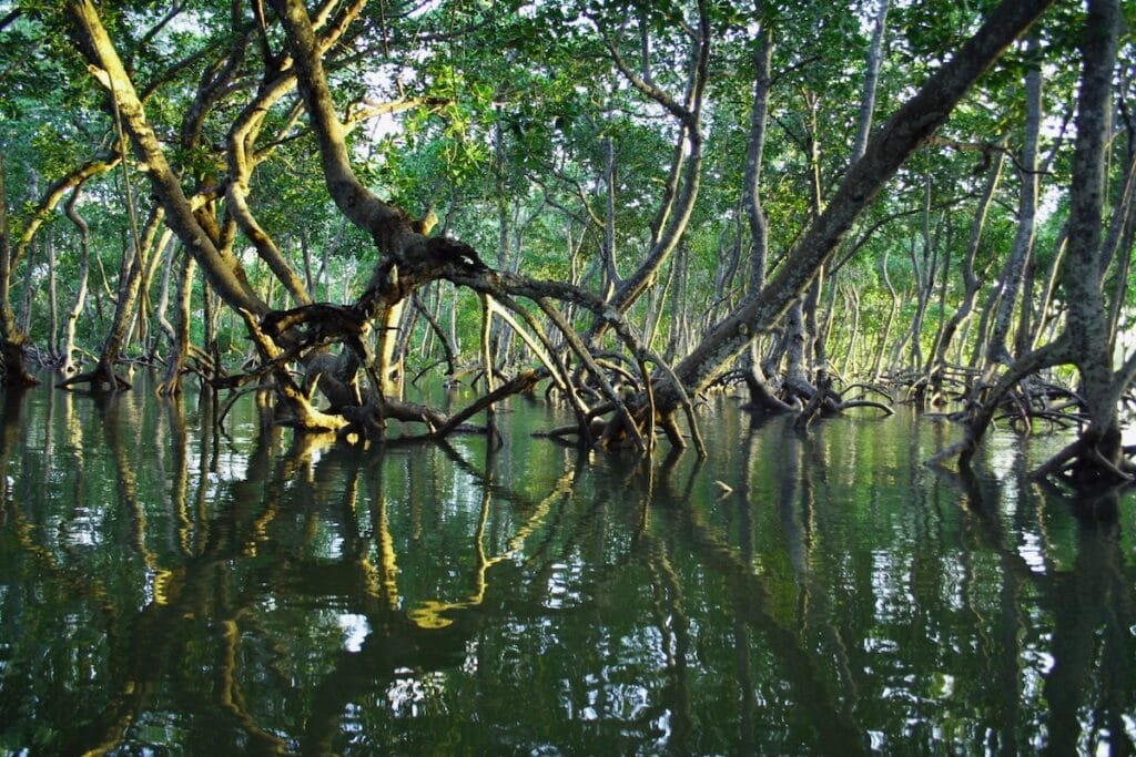 Mangroven